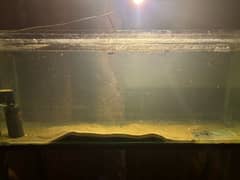 40  Gallons aquarium up for sale