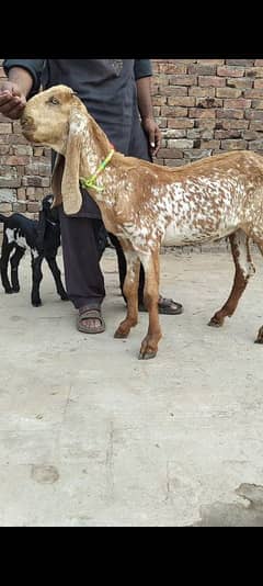 makkhi chinna bakra