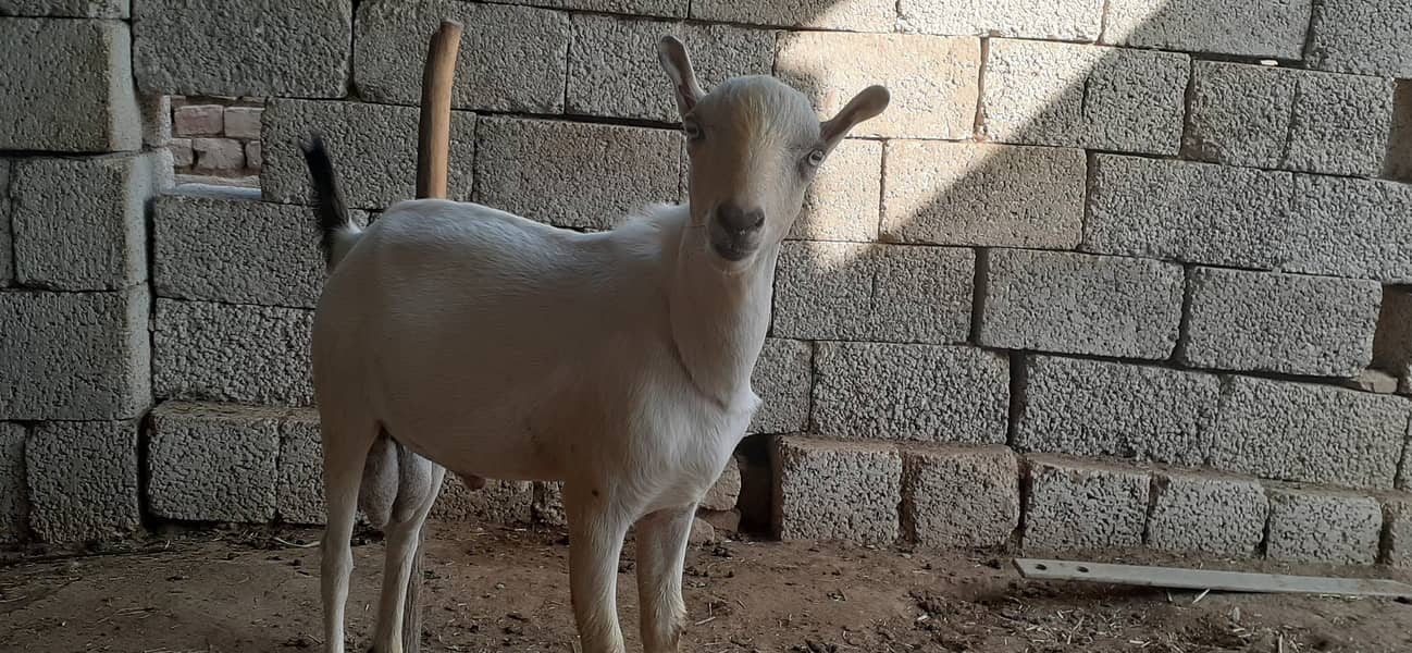 Tedda , teda tedi  , breeder bakra for sale  goat in talagang 4