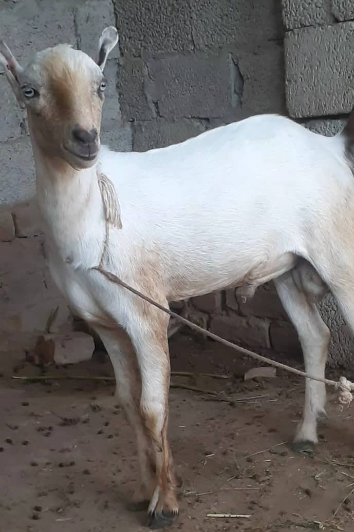 Tedda , teda tedi  , breeder bakra for sale  goat in talagang 5