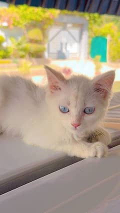 white persian cat blue eyes