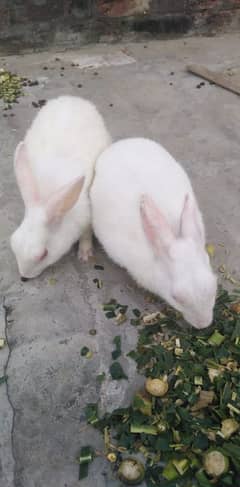 2 Rabbit male for sale active and healty