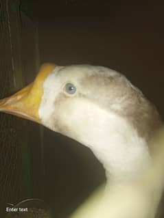 Big Neck Duck for sale contact no. 03241065517