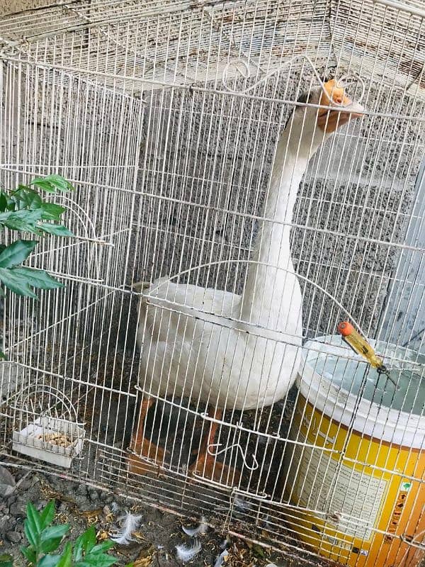 Big Neck Duck for sale contact no. 03241065517 1