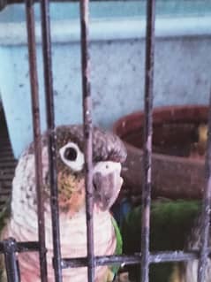 yellow sided conures