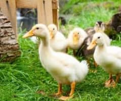 Ducks | Ducks Chicks |  chicks | Desi Ducks Chiks for sale