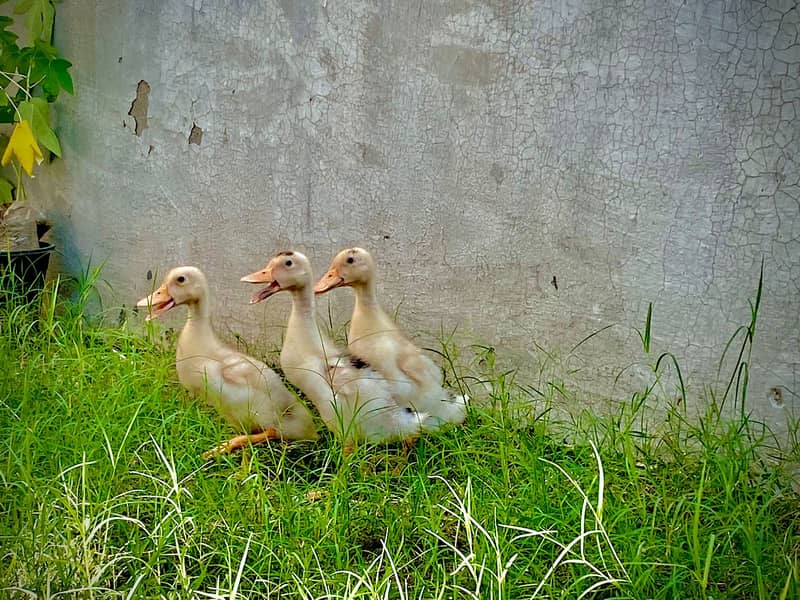 Ducks | Ducks Chicks |  chicks | Desi Ducks Chiks for sale 1