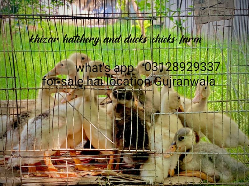 Ducks | Ducks Chicks |  chicks | Desi Ducks Chiks for sale 2