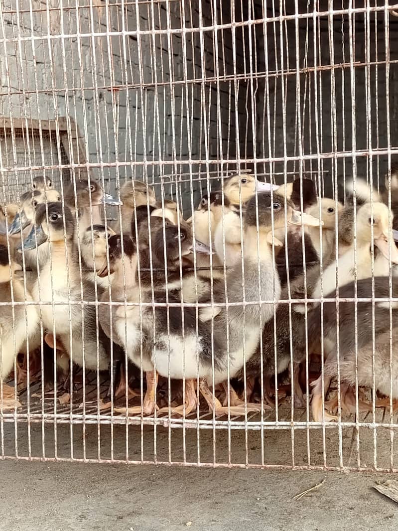 Ducks | Ducks Chicks |  chicks | Desi Ducks Chiks for sale 3