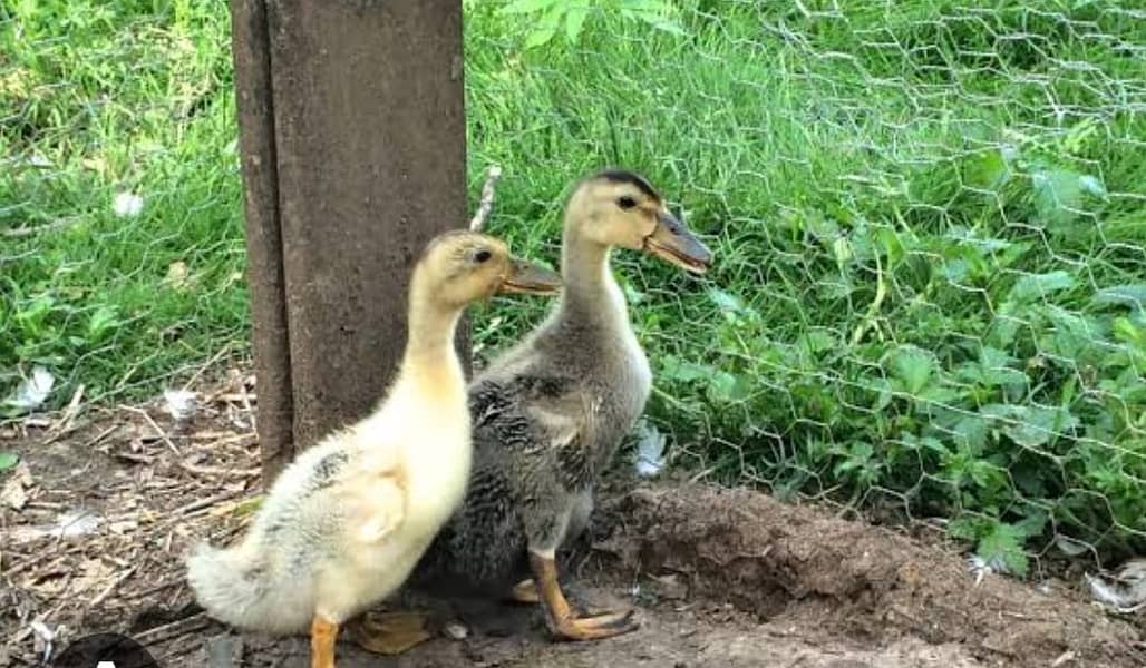 Ducks | Ducks Chicks |  chicks | Desi Ducks Chiks for sale 4