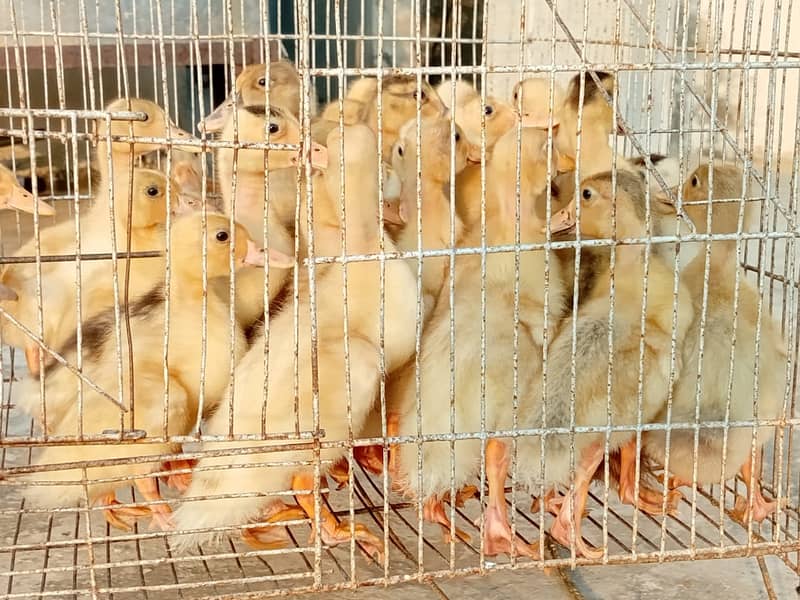 Ducks | Ducks Chicks |  chicks | Desi Ducks Chiks for sale 7