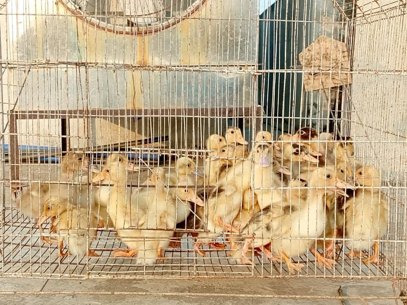 Ducks | Ducks Chicks |  chicks | Desi Ducks Chiks for sale 8