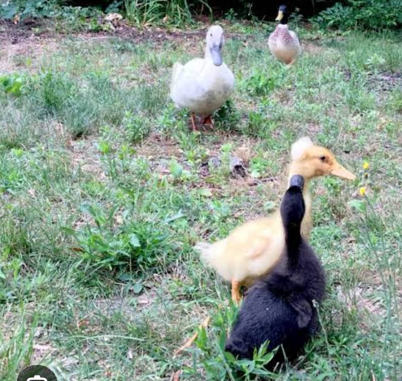 Ducks | Ducks Chicks |  chicks | Desi Ducks Chiks for sale 9