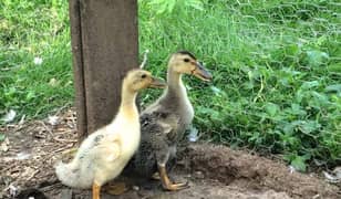 Desi ducks and khakhi ducks KY chicks available hai hr age ma