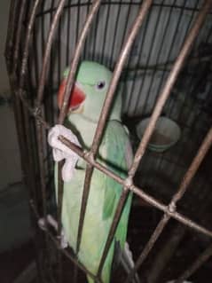 raw parrot 0