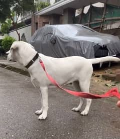 7 month old lab 0