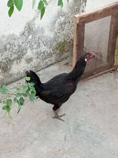 Hens (Dasi Murgi)