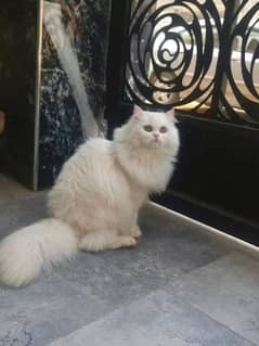 Persian cat 0