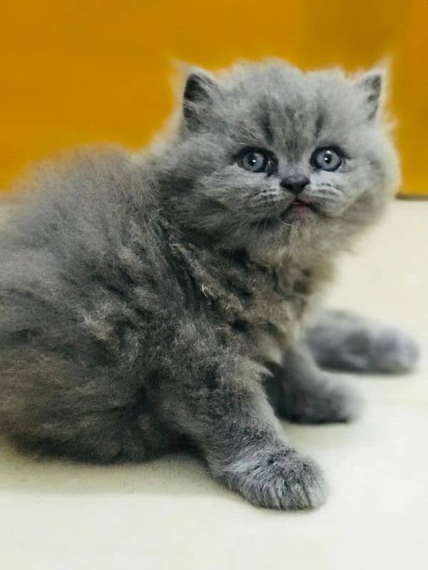 Persian cat 1