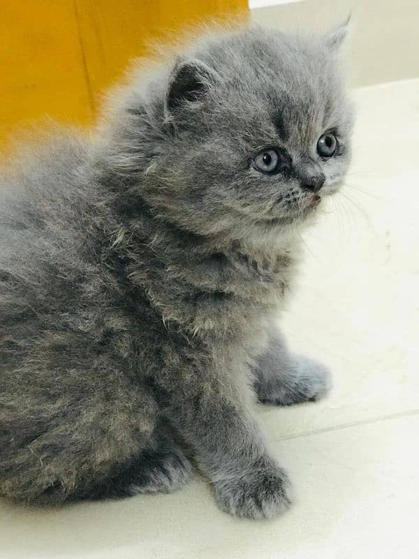 Persian cat 2