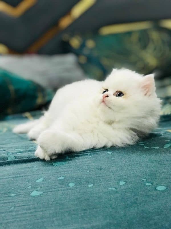 Persian cat 3