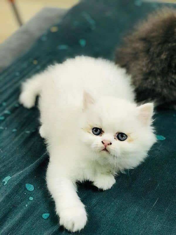 Persian cat 4