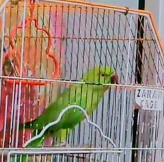 green parrot talking face to face female