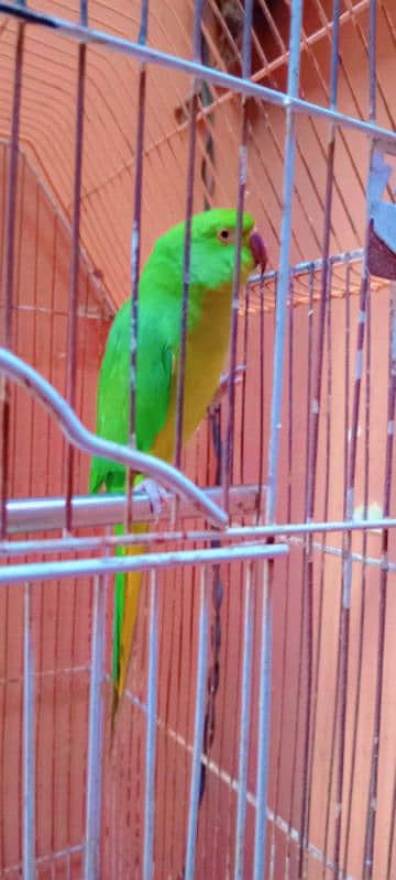 green parrot talking face to face female 1