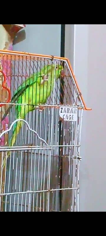 green parrot talking face to face female 2