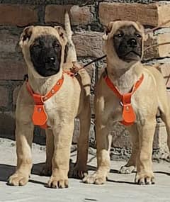 kurdish Kangal dog pair 2 month for sale