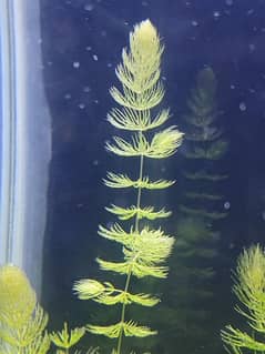 Aquarium Plant