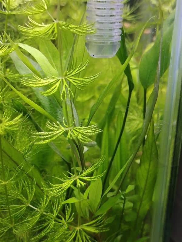 Aquarium Plant 2