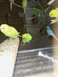 budgie