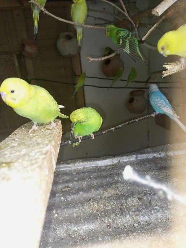 budgie parrots for sale 0