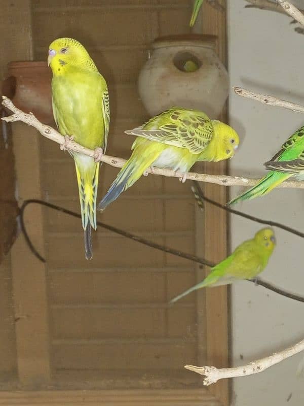 budgie parrots for sale 1