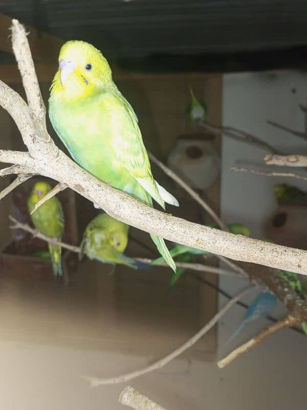 budgie parrots for sale 2