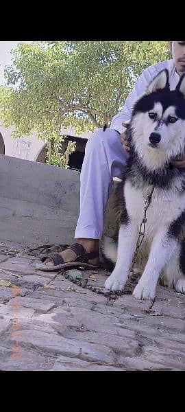 siberian Husky long coat 1