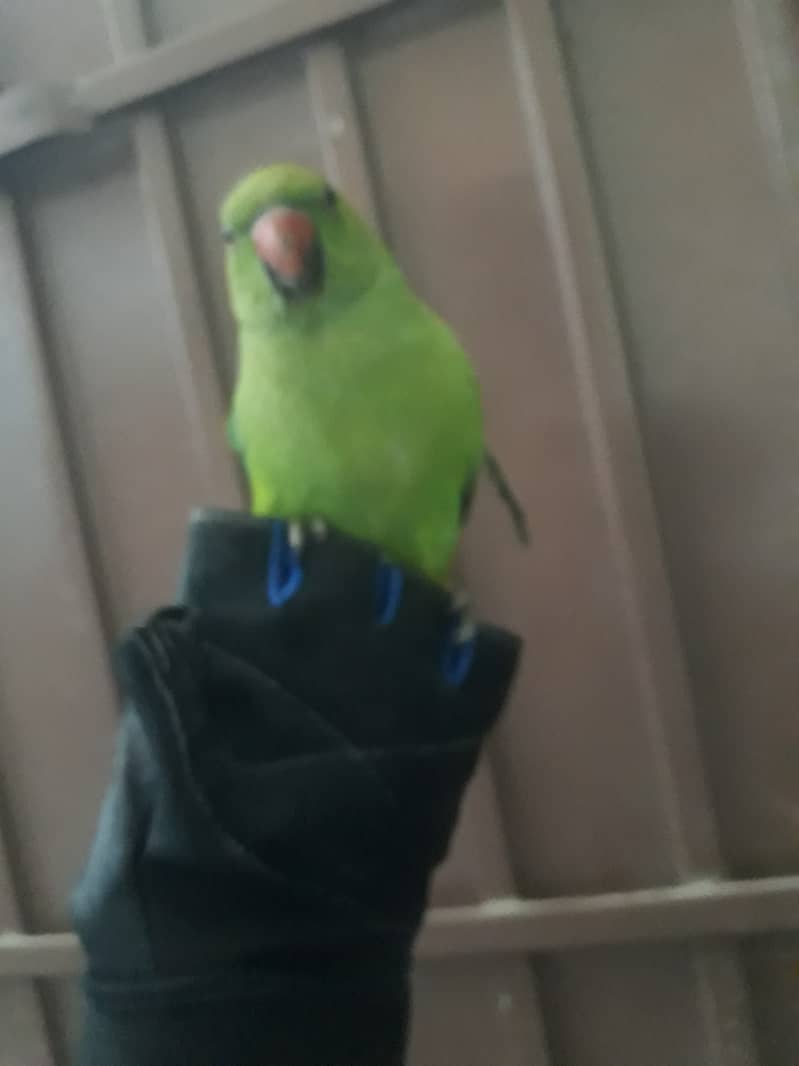 Beautiful  jangle parrot female and Male 1