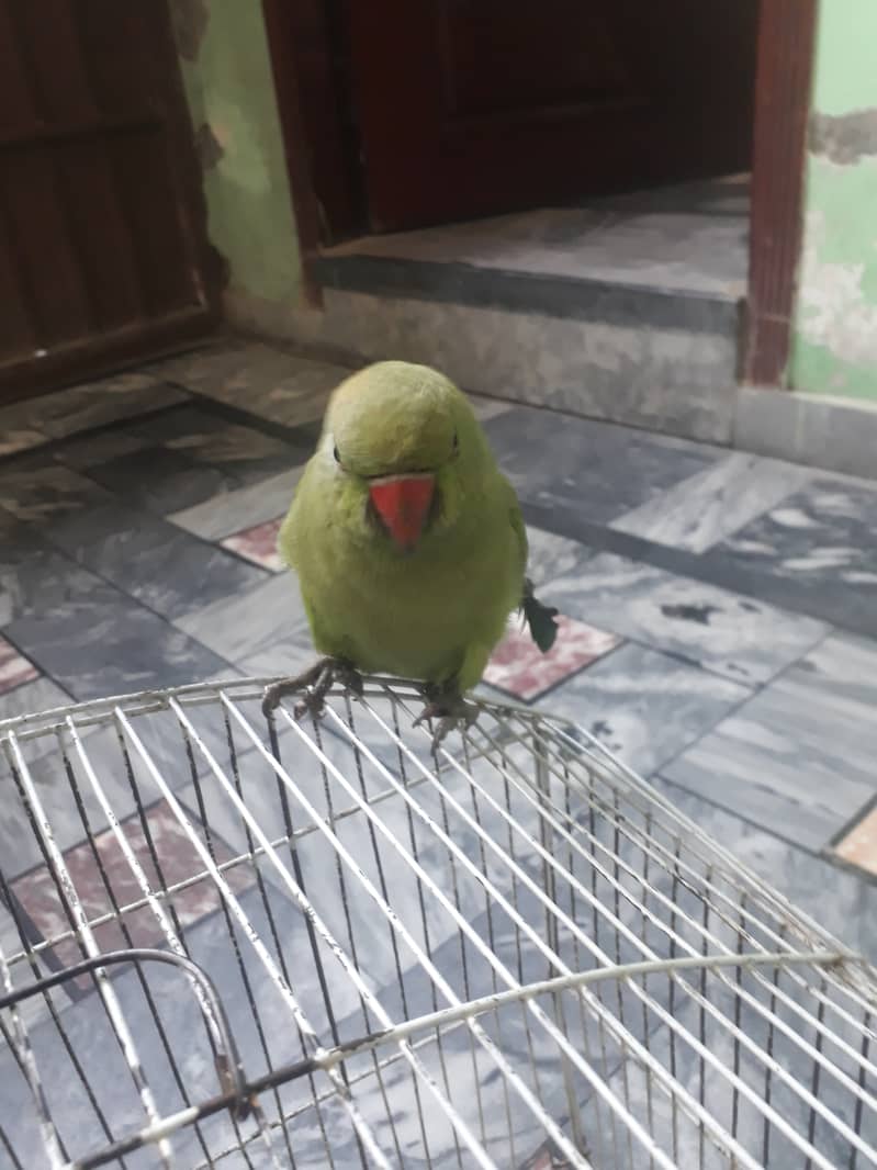 Beautiful  jangle parrot female and Male 3