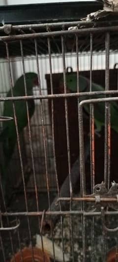 raw parrots for sale male or female dono he