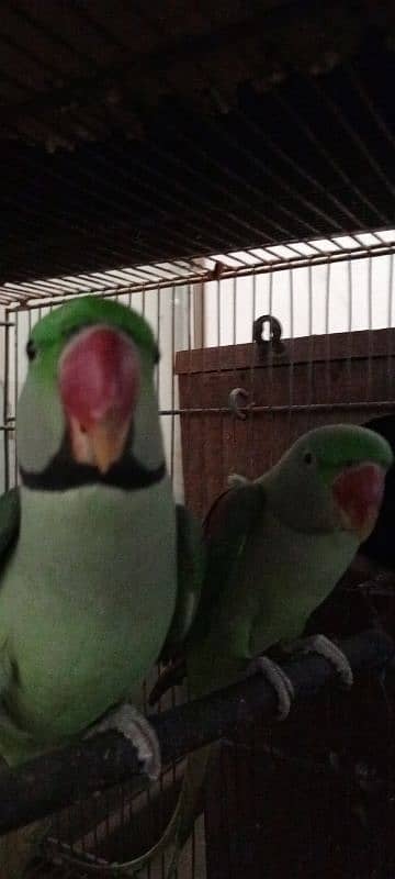 raw parrots for sale male or female dono he 1