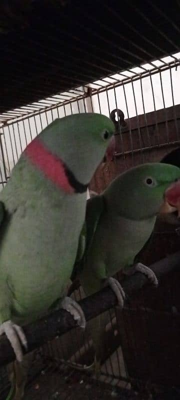 raw parrots for sale male or female dono he 2