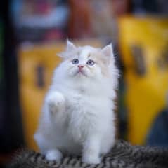 Beautiful Persian Kitten for Sale!