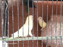 love birds (fisher, cremino,  lutino, blue personata, Albino)