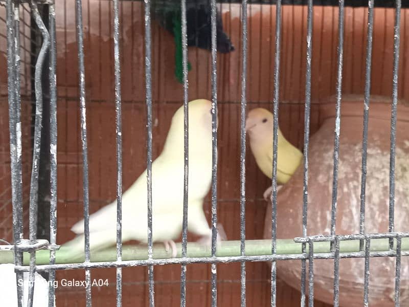 Green conure, ring neck , Love Birds diff breads 1