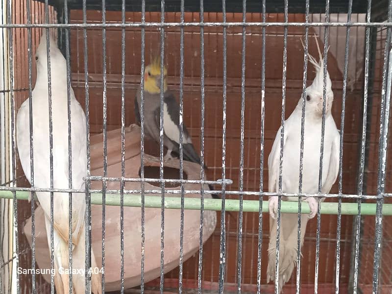 Green conure, ring neck , Love Birds diff breads 5