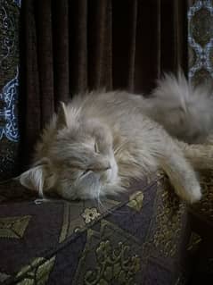 Persian cat