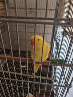 yellow ringneck female 30 months age Ready to Breed mithu sitiyan