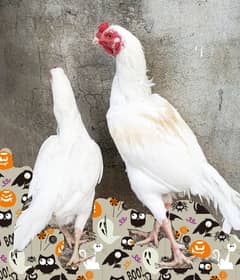 ASEEL HEERA PAIR & Eggs FOR SALE