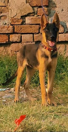 Belgium Shepherd female age 3 month full security dog 0